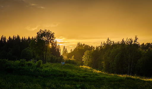 green forest field thumbnail