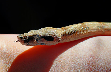 brown python on person's skin thumbnail