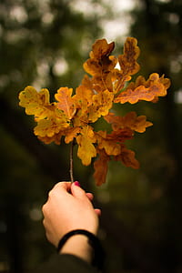 shallow focus photography of person holding brown leaf thumbnail