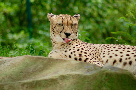 shallow focus photography of cheetah liking its own skin thumbnail