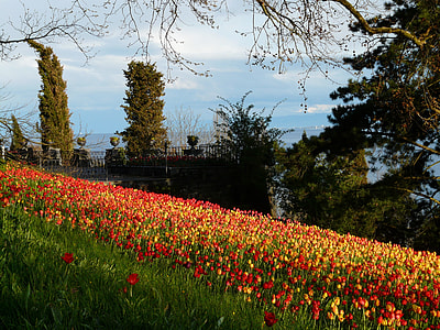 field of red flowers thumbnail