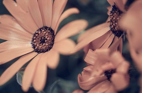 Selective Focus on Yellow Flower thumbnail