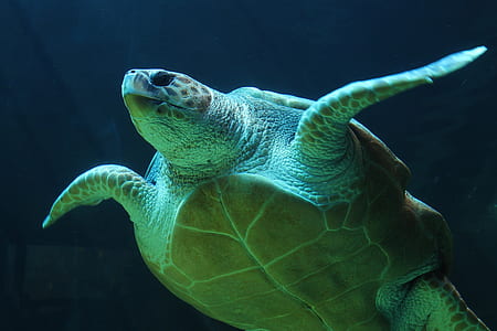 green and brown sea turtle in body of water thumbnail