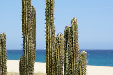 green cacti near sea shore thumbnail