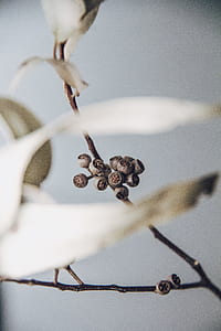 brown plant pods on twig thumbnail