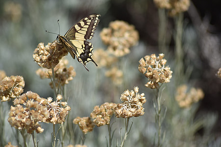 Swallowtail Papilio Swallowtail, Www thumbnail