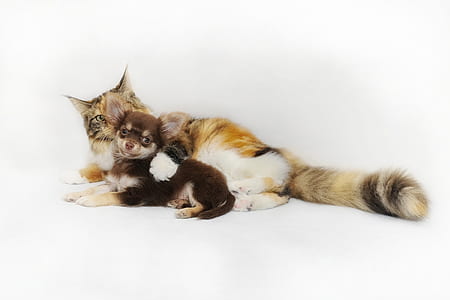 white and gray cat thumbnail