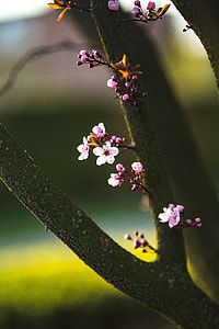 Pink spring flowers thumbnail
