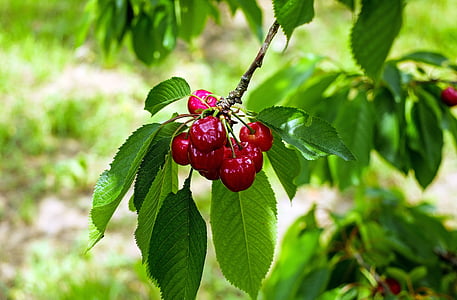 round red fruits thumbnail
