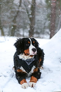 adult white, brown, and black Bernese mountain dog on white snow thumbnail