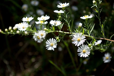 selective focus of white daisy flowers thumbnail