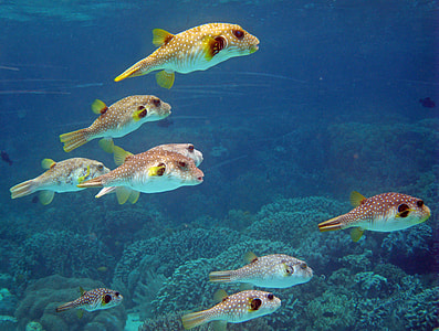 school of puffer fish thumbnail
