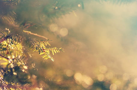 closeup photo of green leafed plant thumbnail