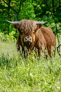 brown yak surrounded by grasses thumbnail