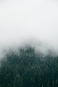green trees thumbnail