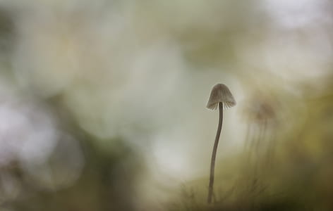 Mushroom Painting thumbnail
