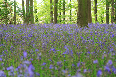 purple flower field at daytime thumbnail