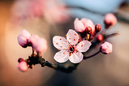 white flowers thumbnail