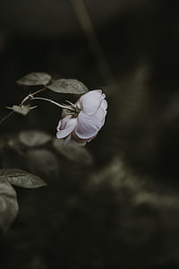 selective focus photography of white rose flower thumbnail