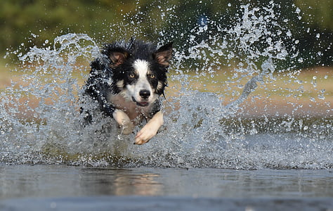 dog running through body of water thumbnail