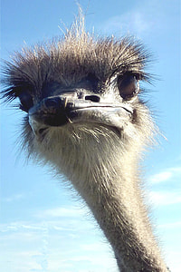 white Ostrich bird under blue sky thumbnail