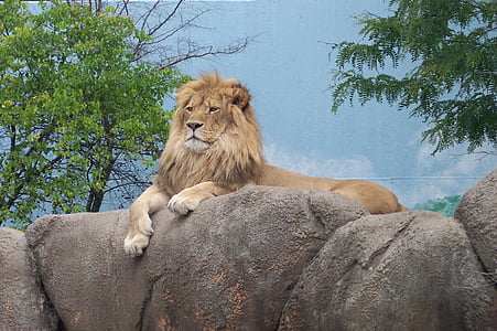 lion sitting on gray surface thumbnail