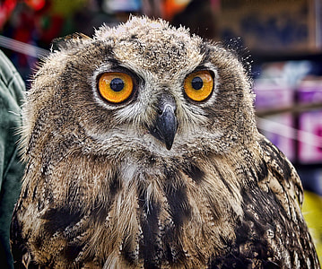 brown and black owl in selective focus photography thumbnail