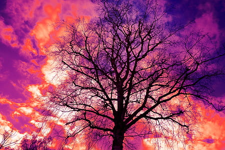 time lapse photography of tree under clouds thumbnail