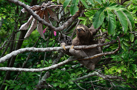 Sloth on green tree thumbnail