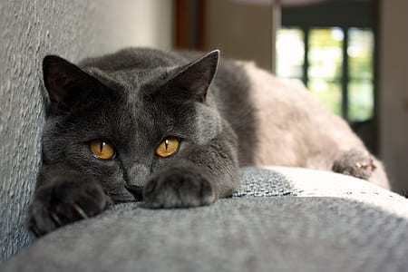 cat lying on sofa thumbnail