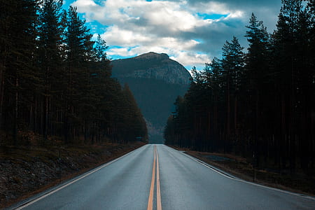 road between trees landscape photograph thumbnail
