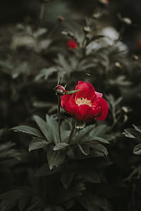 red petaled flower bloom during daytime thumbnail