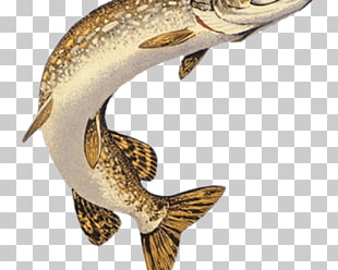 103 Walleye Png Cliparts For Free Download Uihere