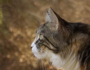 Closeup Photo of Lynx thumbnail