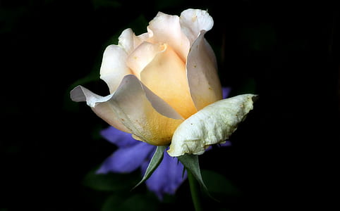 white rose with black background thumbnail