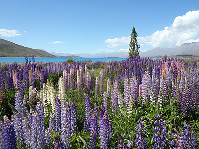 purple and white flowers near body of water during daytime thumbnail