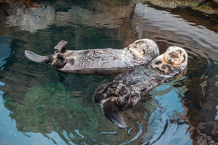 two animals on body of water thumbnail