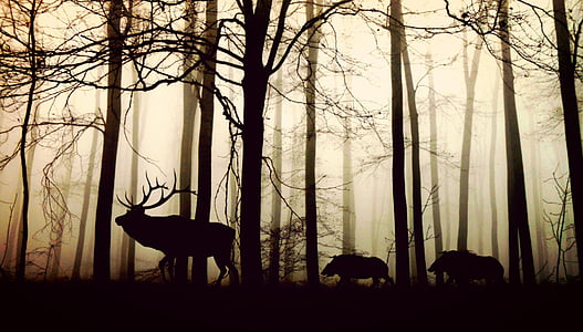 reindeer and bears at daytime thumbnail