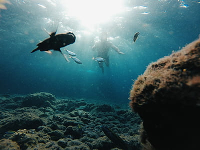 person diving underwater near fishes thumbnail