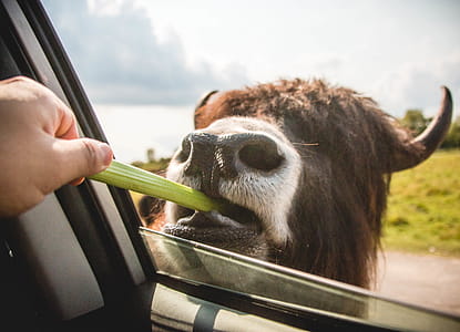 Person Feeding Vegetable on Brown Animal thumbnail