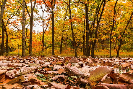 photography of fall leaves during daytime thumbnail