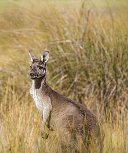 brown kangaroo on green grassland thumbnail