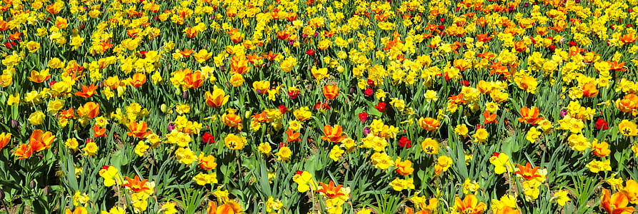 yellow petaled flower thumbnail