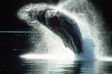 black sea creature jumping out of water thumbnail