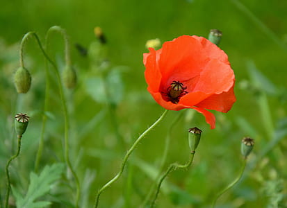 shallow focus photography of orange flower thumbnail