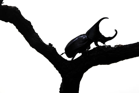 hercules beetle on twig sketch thumbnail