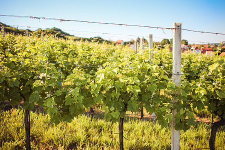 Rows of Young Grape Vines thumbnail