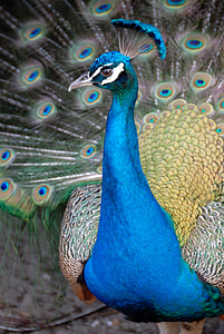 close-up photo of peacock thumbnail