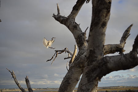 nature, bird, animal, branches thumbnail