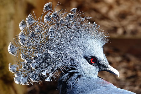 male peacock closeup photo thumbnail